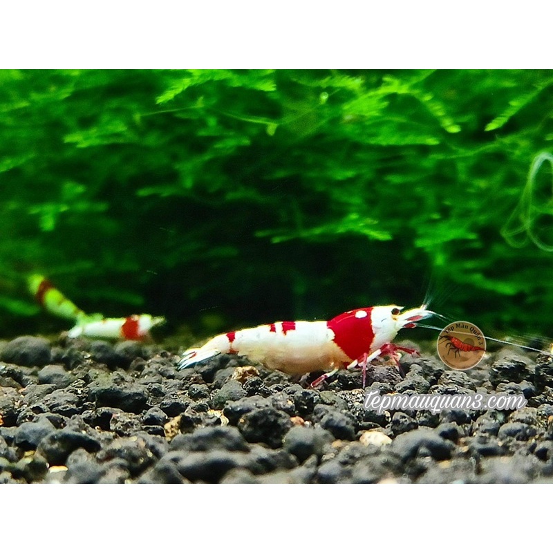 SERA SUPER PEAT - Bổ Sung Fulvic - Humic Tự Nhiên - Giảm pH