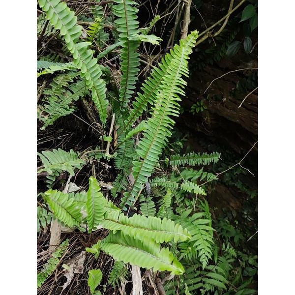 Cây dương xỉ lùn