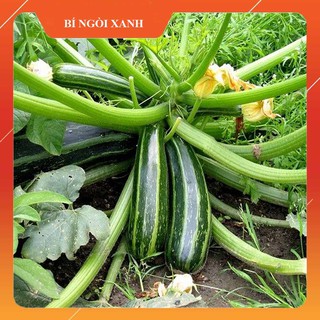 [Mua 1 tặng 1] Hạt giống Bí Ngòi Xanh Vàng F1 chịu nhiệt trồng quanh năm nảy mầm trên 90%