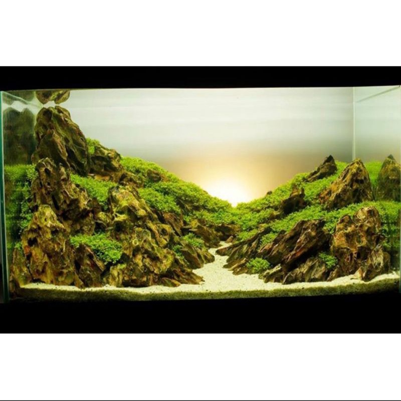 1kg đá tiger dùng để set up hồ thủy sinh