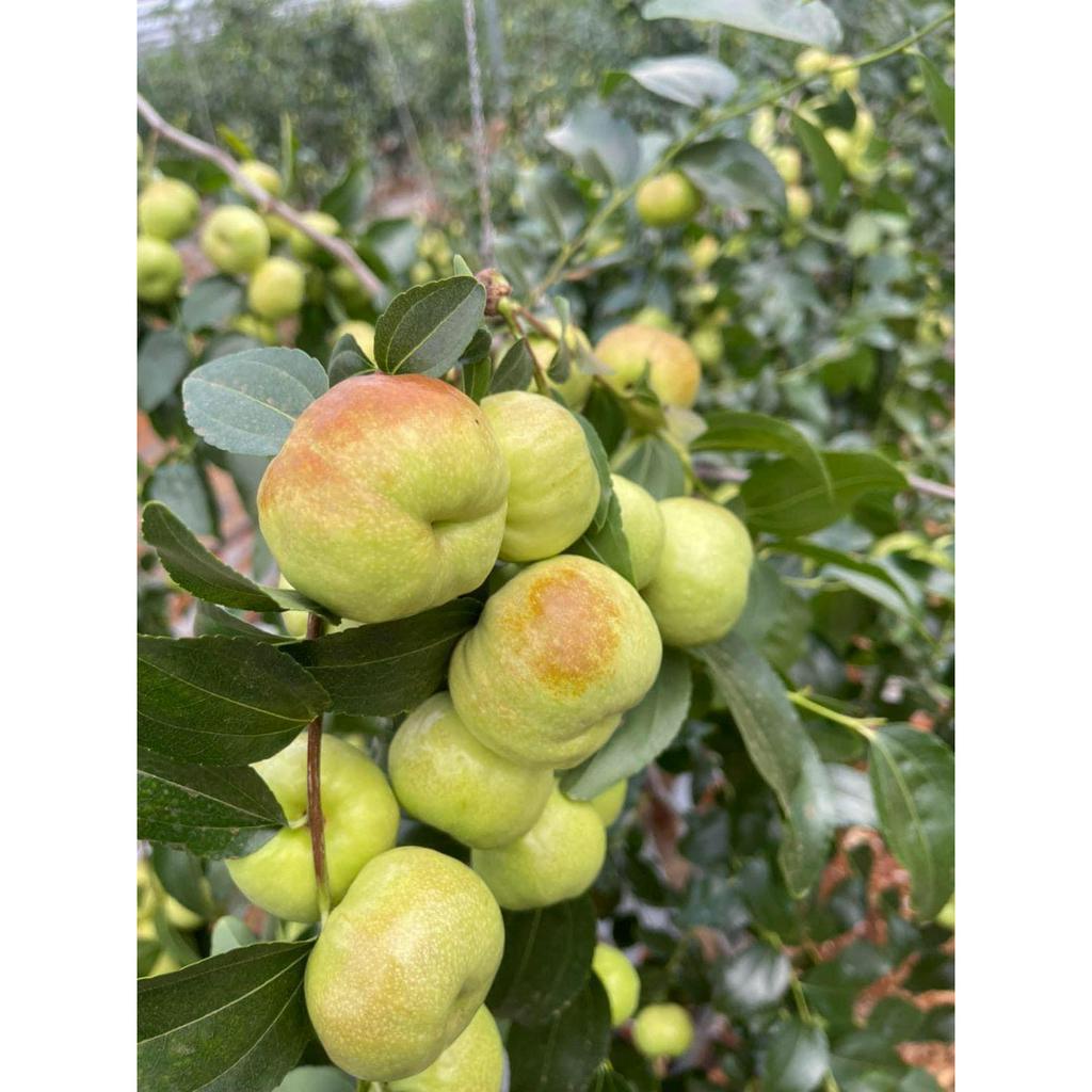 GIỐNG HỒNG TÁO PANZAO
