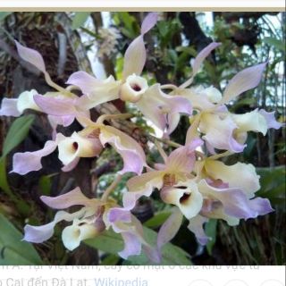 Combo kiều tím + hoàng thảo xoắn