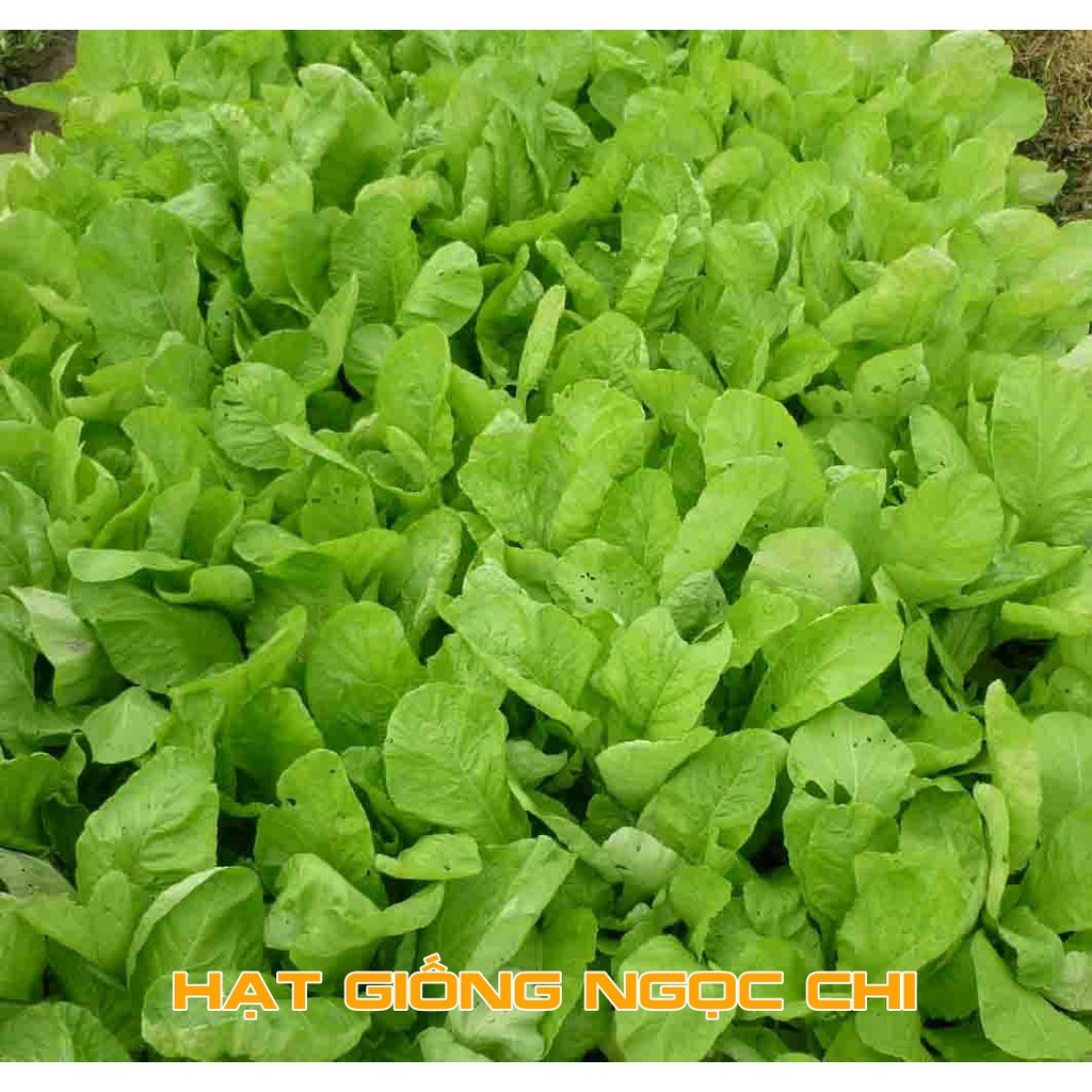 Hạt Giống Cải Mơ Hoàng Mai - 20Gr~4000 Hạt