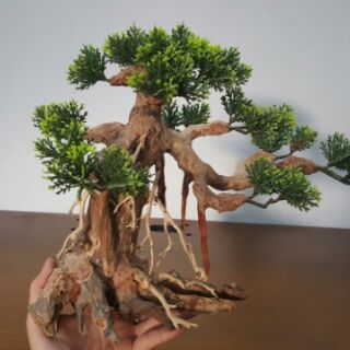 Lũa bon sai (37-29-20cm)