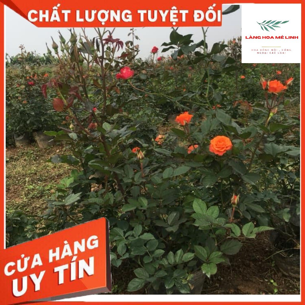 HOA HỒNG TIỂU MUỘI  [ 🏵️🍁SIÊU ĐẸP🏵️🍁]  MÀU SẮC PHONG PHÚ ĐỎ - CAM 🍀🍀🍀 HOA HỒNG NỤ NHỎ