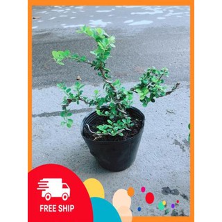 Linh Sam Núi Bonsai