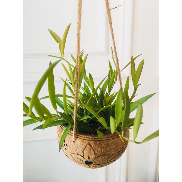 Gáo dừa chậu treo trồng lan, sen đá, cây cảnh...