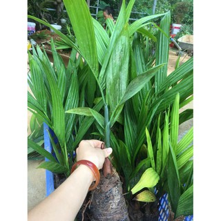 Cau Tứ Quý cây khỏe loại 1 ( Bao sống 100%)