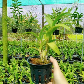 denro vàng lưỡi đỏ