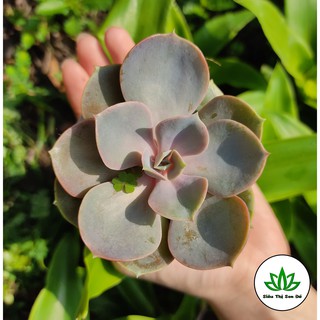 Sen Đá Hồng Dâu Đà Lạt Đã Thuần Khí Hậu Size Bầu Đường Kính 4-6cm