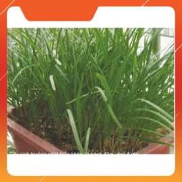 HẠT GIỐNG HẸ TA GÓI 10G
