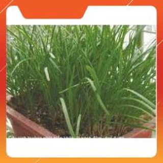 Hạt giống hẹ ta gói 10g