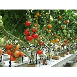 20H_HẠT GIỐNG CÀ CHUA CHERRY ĐỎ F1 - Cà bi leo giàn