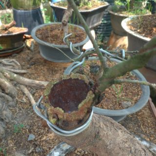 Keo liền sẹo cây cảnh