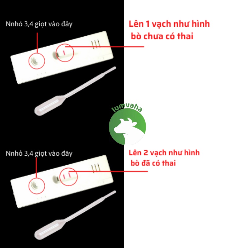 Que thử thai lợn gia xúc trâu bò phát hiện thai sớm VA34