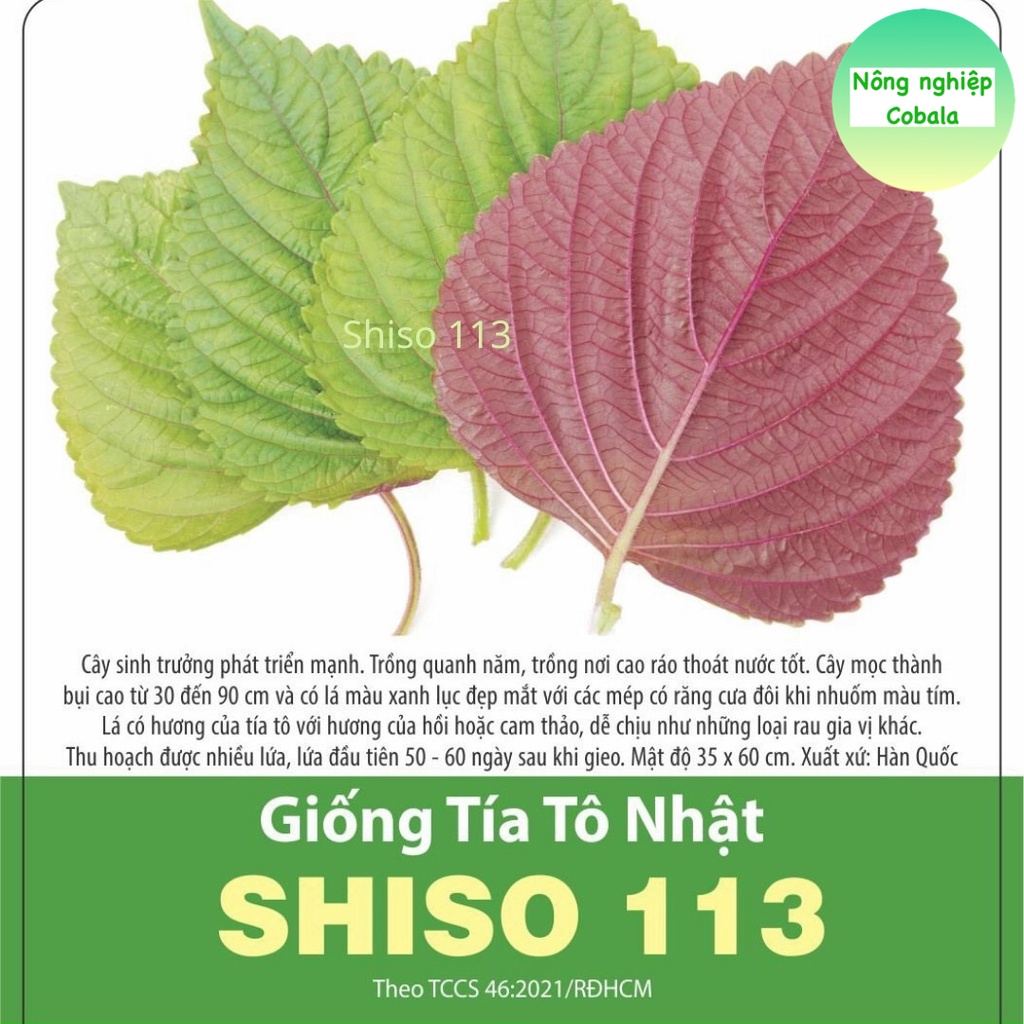 Hạt Giống Tía Tô Nhật (SHISO113) 0.5gr