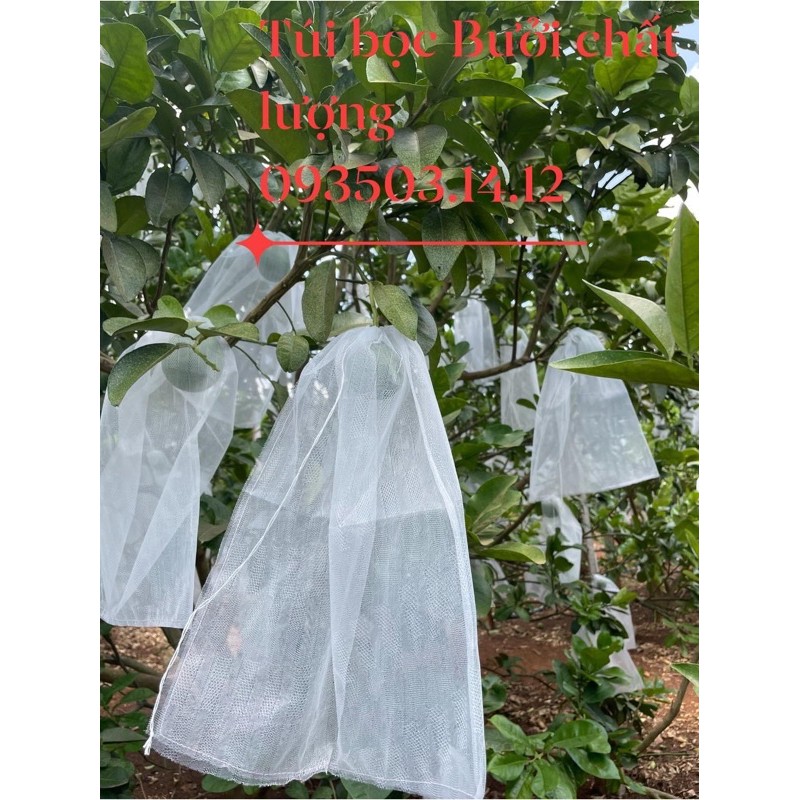 túi bọc bưởi