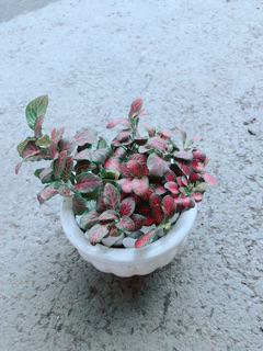 Chậu Cẩm Nhung Đỏ