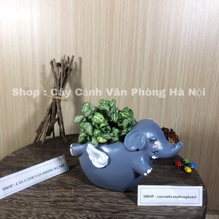 [ Quà Tặng Kèm ] chậu cây voi tím than có cánh