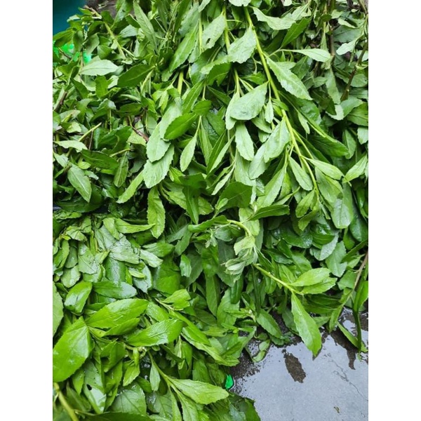 Thảo mộc xông tắm - Gói có 15 túi lọc