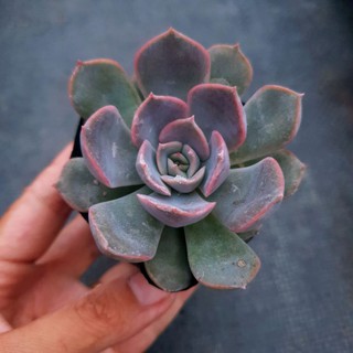 Sen đá viền tím