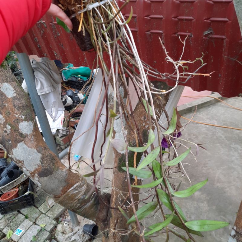 Hoa phong lan hoàng thảo hương vani