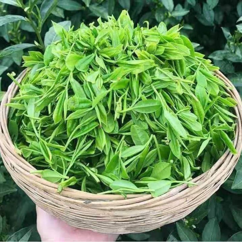 Trà Bích Loa Xuân