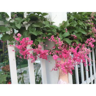 cây hoa tigon cao gần 1m