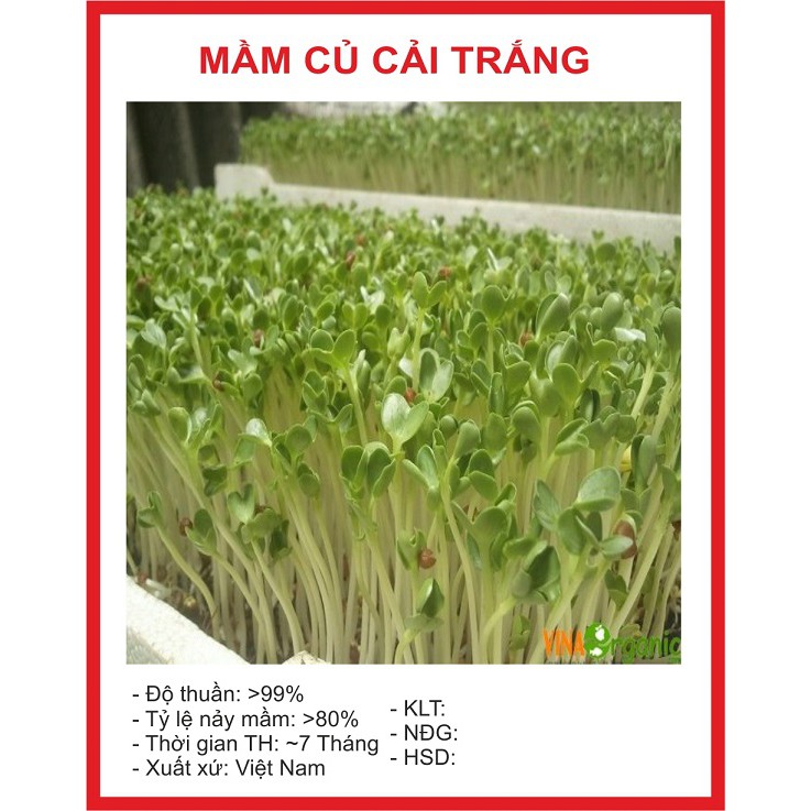 Hạt giống Mầm củ cải trắng - 50gram