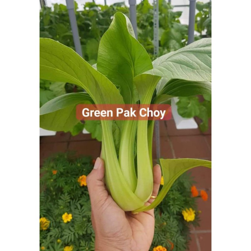 Combo 1gr (~300 hạt) giống cải thìa hữu cơ Green Pak Choy - USA Johnny Seed chịu nhiệt tốt, cây to khỏe, ăn cực ngon