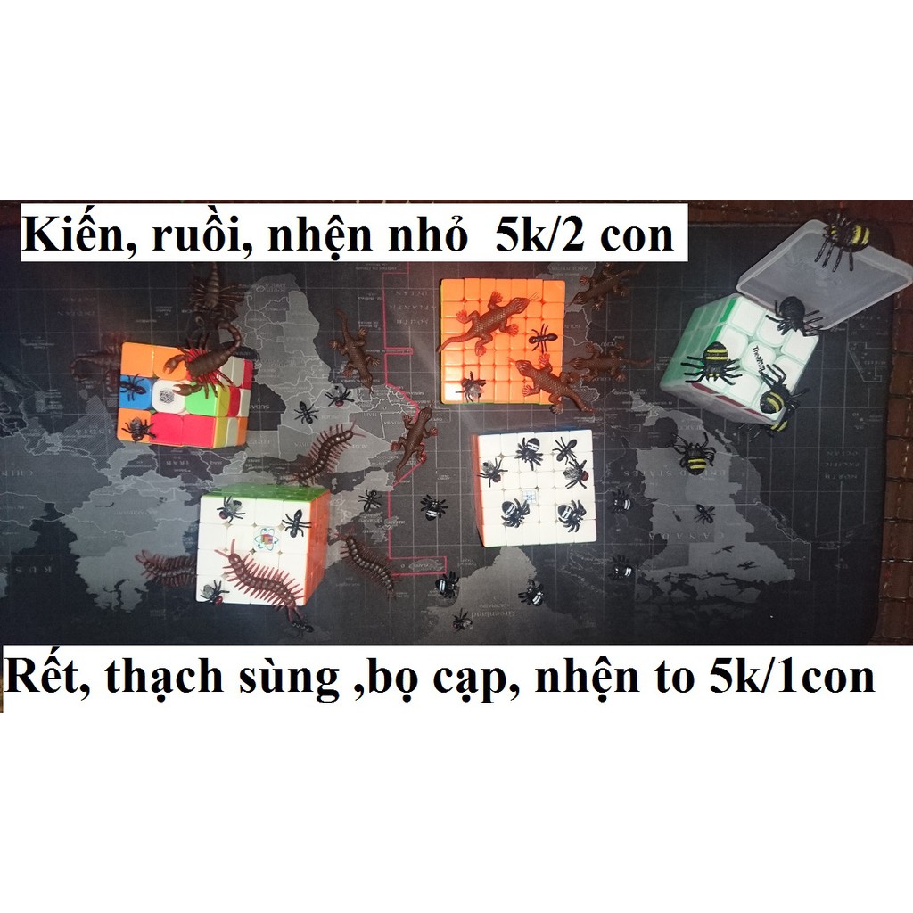 Rết, thạch sùng, ruồi, nhện