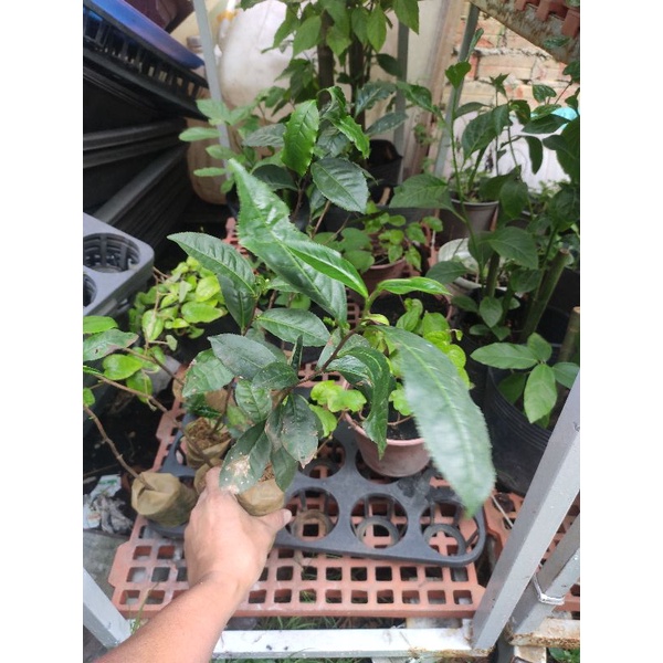 cây trà xanh giống đã thuần khí hậu miền nam