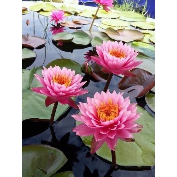 Hạt Hoa Súng Thái Ngũ Sắc