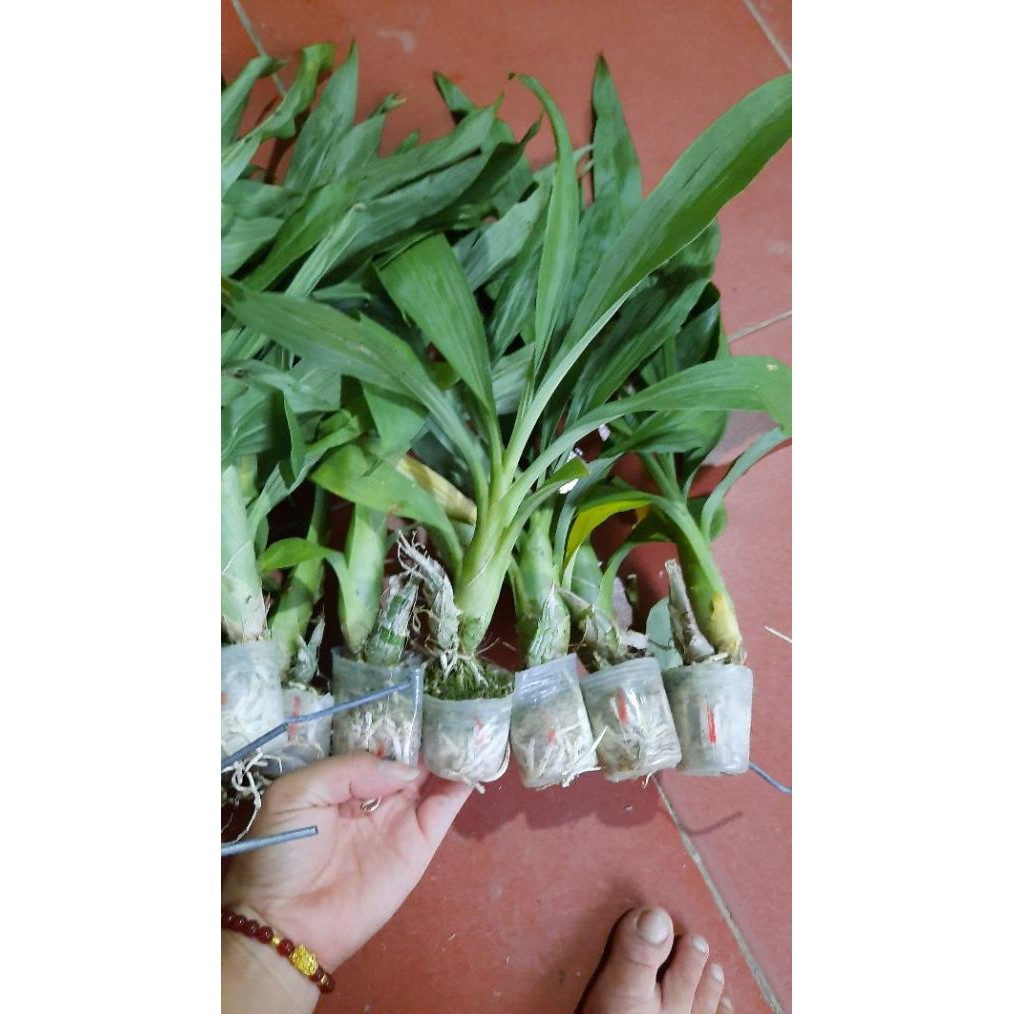 Hoa phong lan lan thiên nga đen