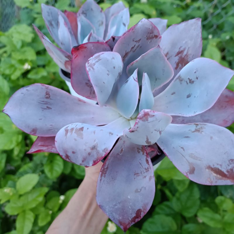 (Sale 50%) Sen Hạc Tím Rất Đẹp!