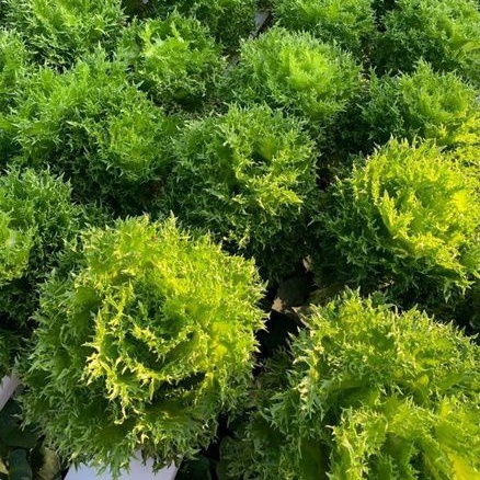 Hạt giống xà lách Thủy tinh Thái Lan