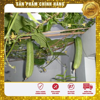 Bộ gói hạt giống Dưa chuột thái