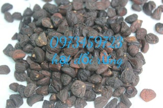 Hạt dổi tây bắc