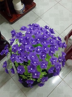 Hoa gấm cánh tròn