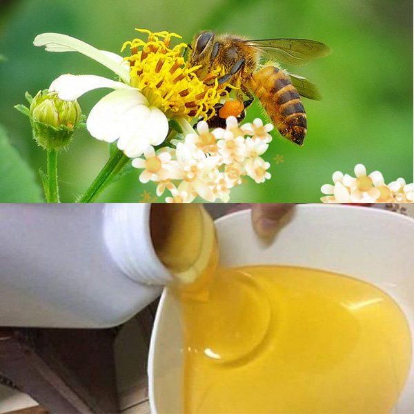 Combo 5 Hũ Mật Ong Hoa Xuyến Chi Phúc Khang 500g/Hũ Tặng hũ hà thủ ô mật ong