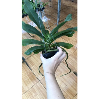 Ngọc điểm nụ tết đủ màu