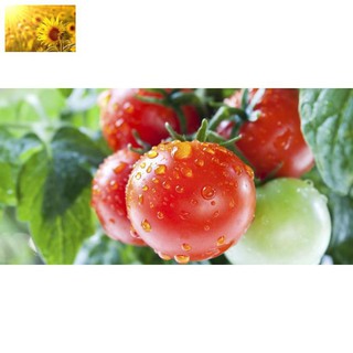 Hạt Giống Cà Chua Quả To Ấn Độ (30 Hạt)