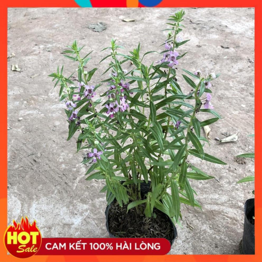 Cây hoa ngọc hân (violet nhật) cao 20cm hoa nở đẹp dễ trồng và chăm sóc lá xanh mướ.