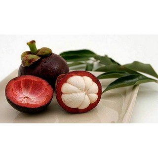 CÂY GIỐNG MĂNG CỤT BẾN TRE