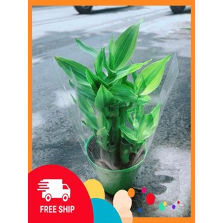 Chậu Trúc Phát Tài