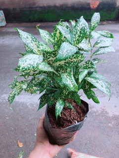 Trúc Nhật Đốm