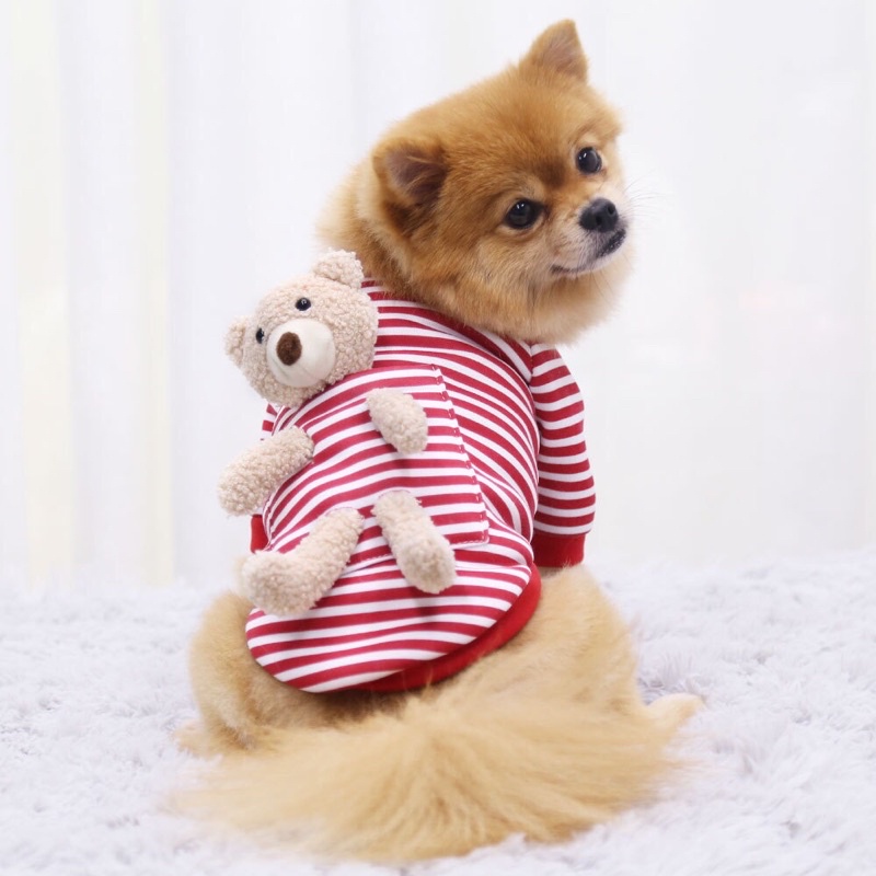 ÁO NỈ CHO THÚ CƯNG MẪU GẤU TEDDY