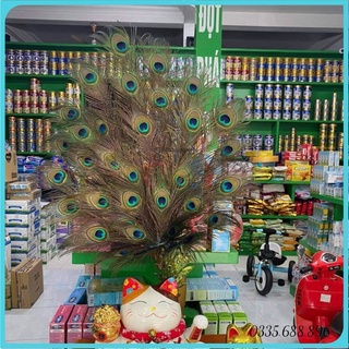 36 cành Lông Công Phong Thuỷ To Đẹp ~90cm Tự Nhiên