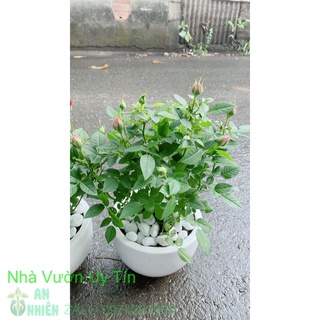 Chậu Hoa Hồng
