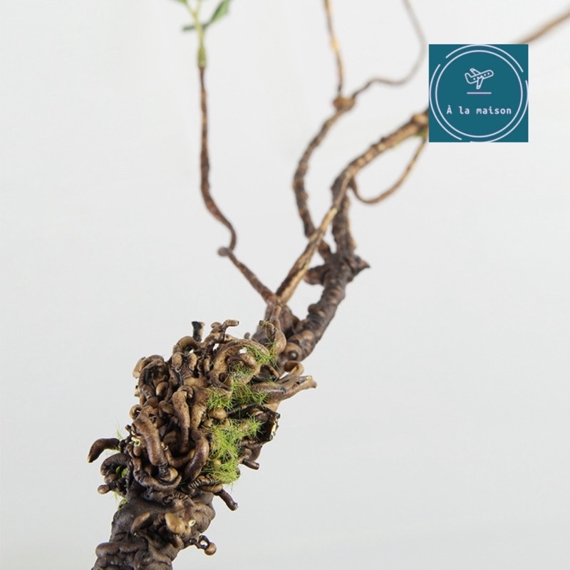 Cành lá si bonsai mô phỏng dùng trong thiết kế hoa nghệ thuật, hoa lá trang trí nhà cửa